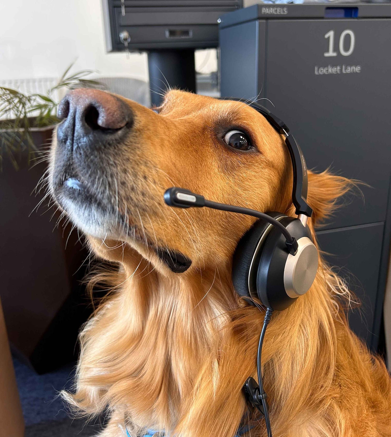 A golden retriever dog wearing headphones, sitting in front of a parcel locker.